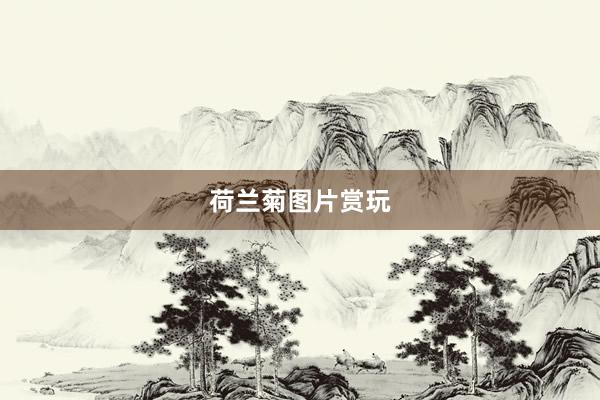 荷兰菊图片赏玩